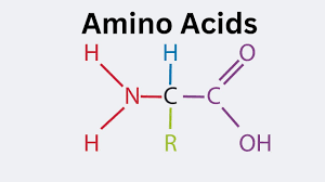 Amino Acids